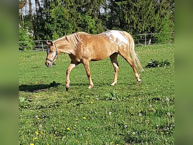 Appaloosa Mix Giumenta 6 Anni 147 cm Leopard in Wurster Nordseek&#xFC;ste