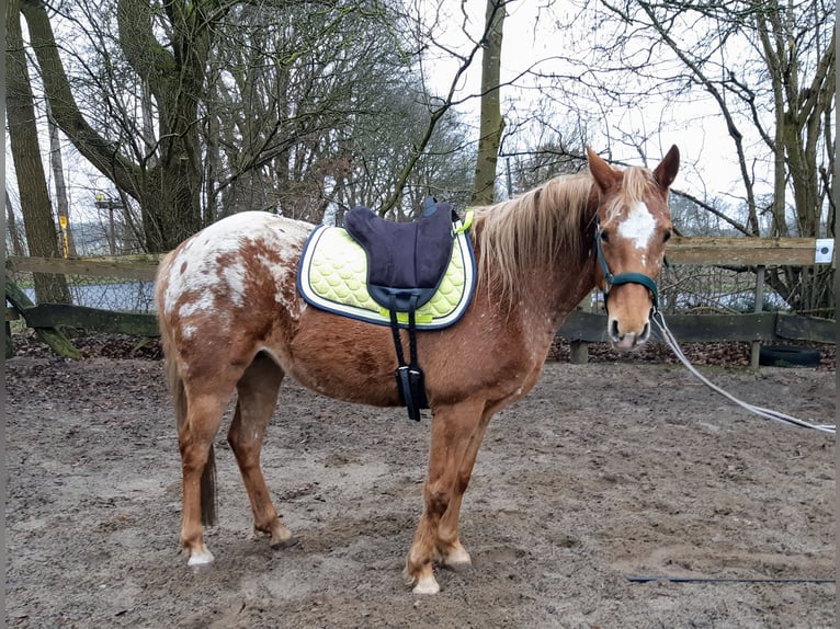 Appaloosa Mix Giumenta 6 Anni 147 cm Leopard in Wurster Nordseek&#xFC;ste