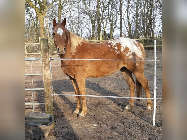 Appaloosa Mix Giumenta 6 Anni 147 cm Leopard in Wurster Nordseek&#xFC;ste