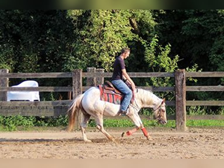 Appaloosa Giumenta 6 Anni 148 cm Sauro scuro in Ratingen