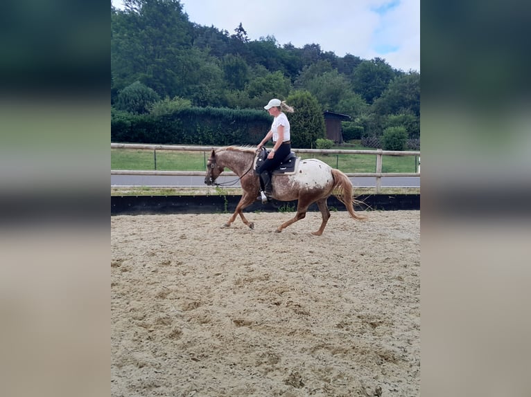 Appaloosa Giumenta 6 Anni 150 cm Sauro in Velbert