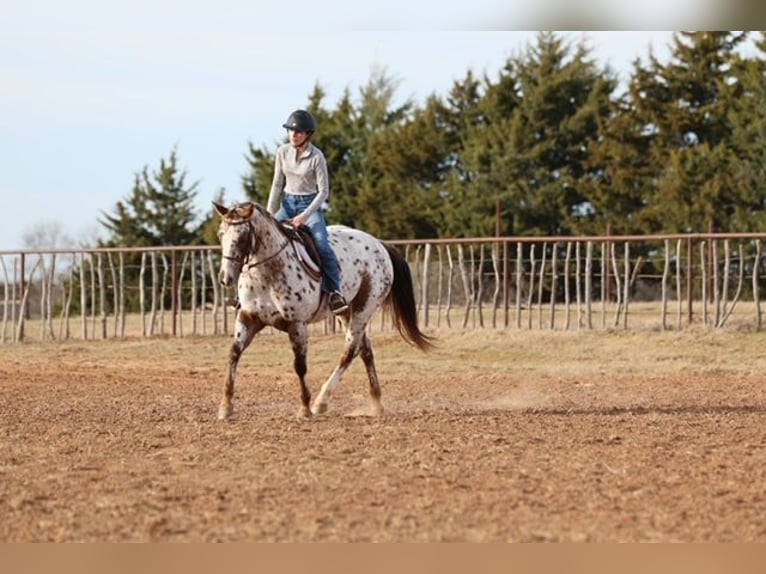 Appaloosa Giumenta 6 Anni 150 cm Sauro scuro in Perry