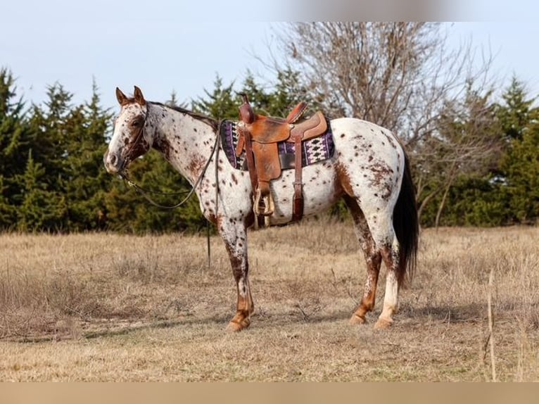Appaloosa Giumenta 6 Anni 150 cm Sauro scuro in Perry