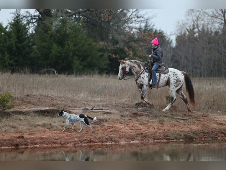 Appaloosa Giumenta 6 Anni 150 cm Sauro scuro in Perry