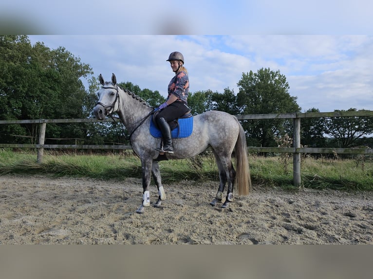 Appaloosa Mix Giumenta 6 Anni 152 cm Leardo in Enschede