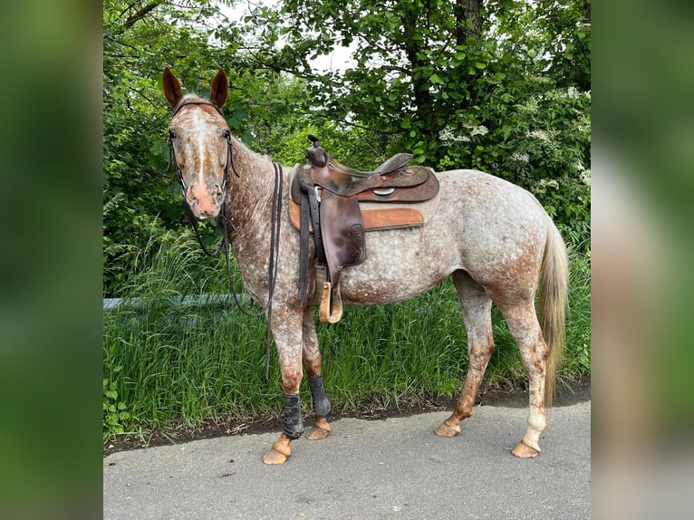 Appaloosa Giumenta 6 Anni 153 cm Sauro in Enspel