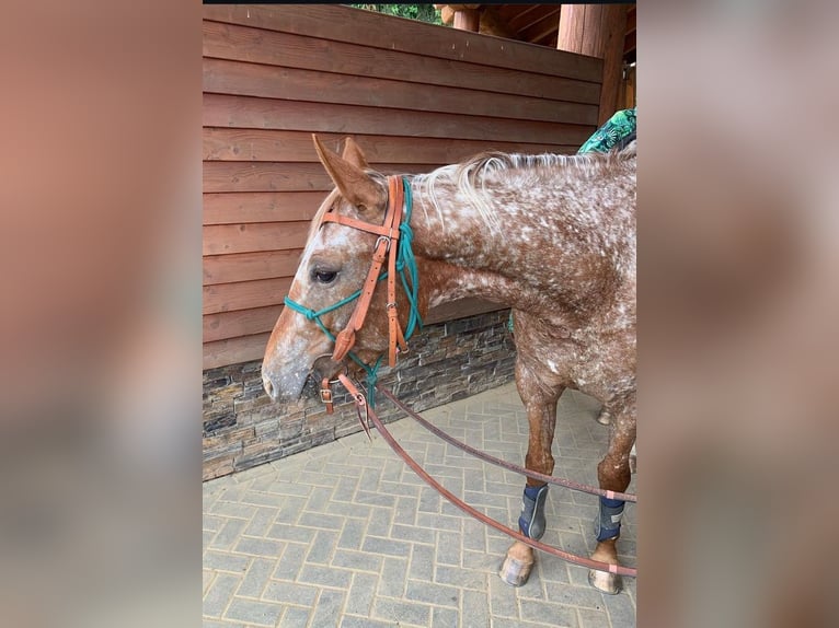 Appaloosa Giumenta 6 Anni 153 cm Sauro in Enspel