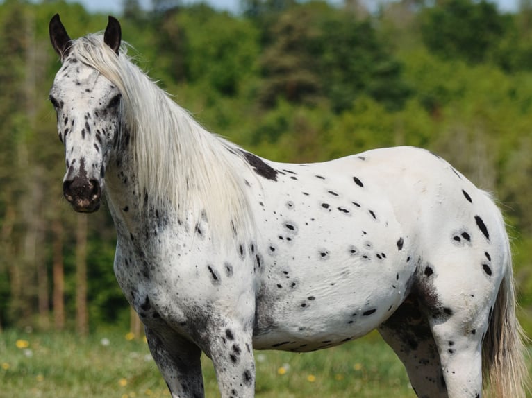 Appaloosa Giumenta 6 Anni 155 cm Leopard in Jestrabi