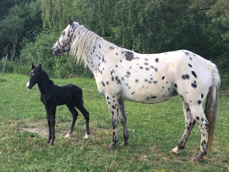 Appaloosa Giumenta 6 Anni 155 cm Leopard in Jestrabi