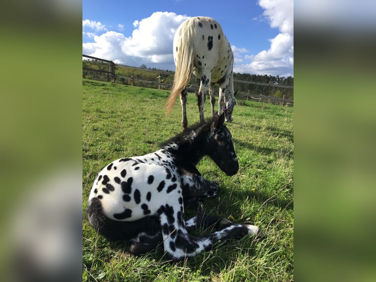 Appaloosa Giumenta 6 Anni 155 cm Leopard in Jestrabi