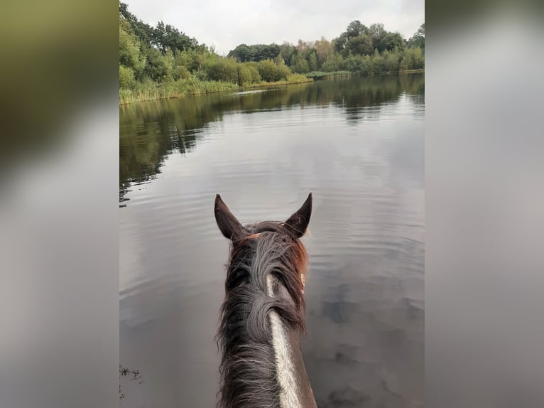 Appaloosa Giumenta 6 Anni 157 cm Morello in Sint-Katelijne-Waver