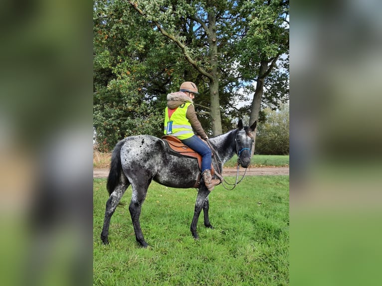 Appaloosa Giumenta 6 Anni 157 cm Morello in Sint-Katelijne-Waver