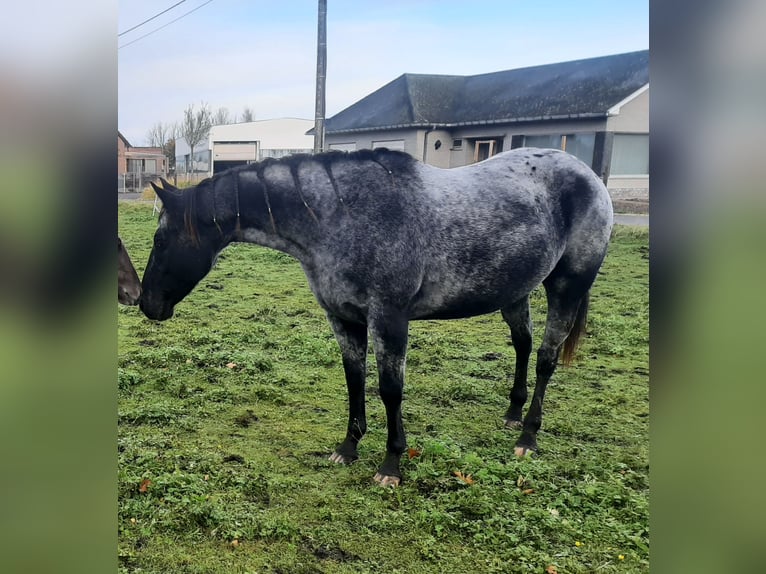 Appaloosa Giumenta 6 Anni 157 cm Morello in Sint-Katelijne-Waver