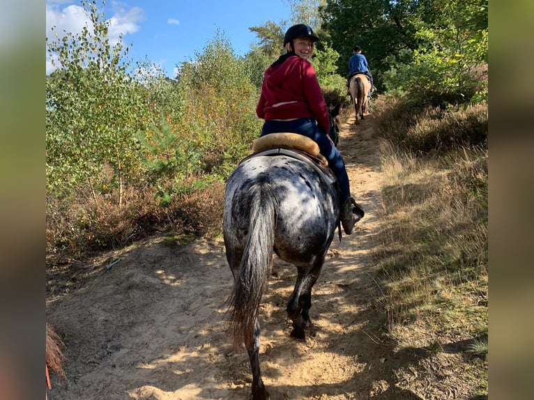 Appaloosa Giumenta 6 Anni 157 cm Morello in Sint-Katelijne-Waver