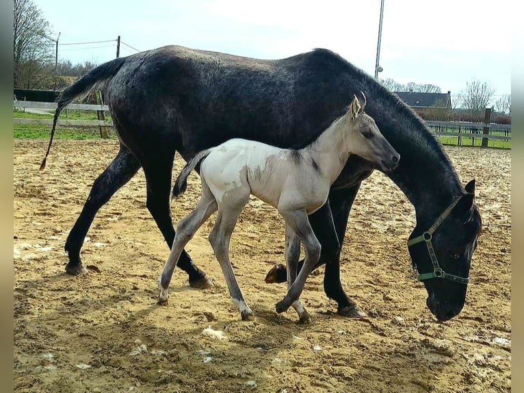 Appaloosa Giumenta 6 Anni 157 cm Morello in Sint-Katelijne-Waver