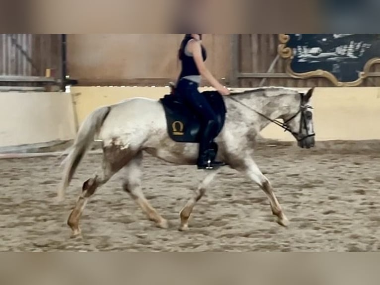 Appaloosa Giumenta 6 Anni 158 cm Leopard in Würzburg