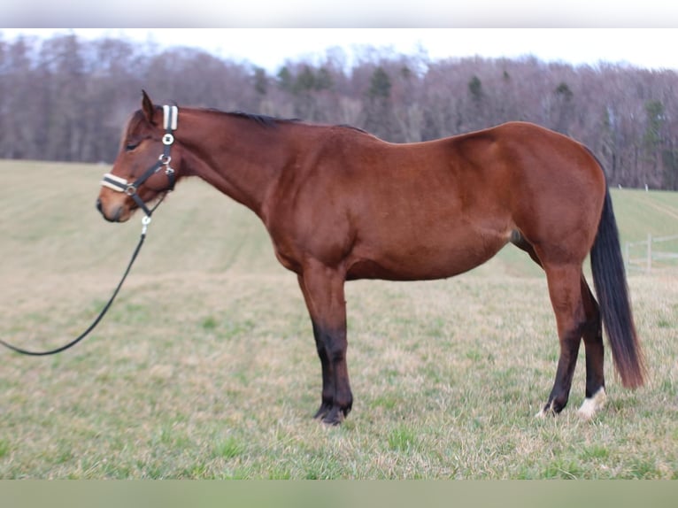 Appaloosa Giumenta 6 Anni 160 cm Baio in St&#xFC;hlingen