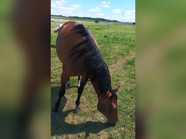 Appaloosa Giumenta 6 Anni 160 cm Baio in Staré Sedlo