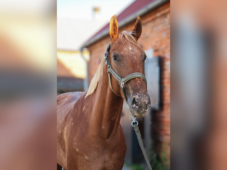 Appaloosa Giumenta 6 Anni 160 cm Leopard in Trzecianów-Osiedle