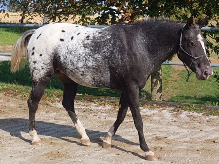 Appaloosa Giumenta 6 Anni 160 cm Morello in Weißkirchen an der Traun