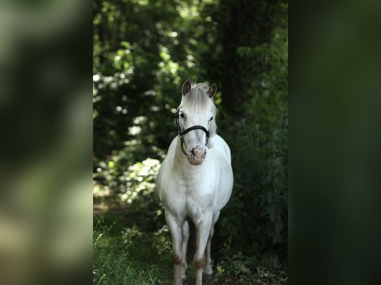 Appaloosa Giumenta 7 Anni 113 cm Leopard in Aalten
