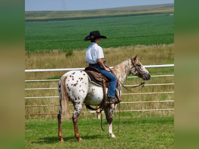 Appaloosa Giumenta 7 Anni 122 cm in Jay, OK