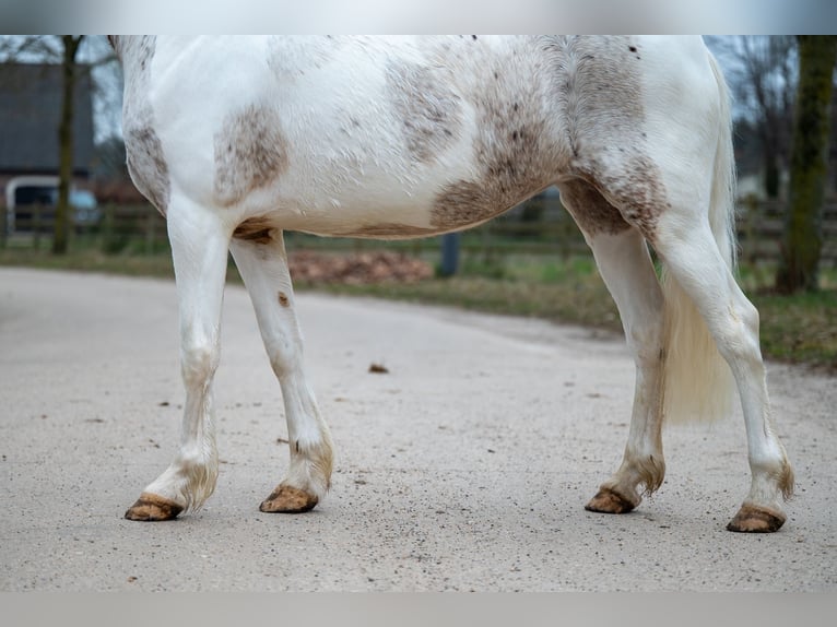 Appaloosa Giumenta 7 Anni 148 cm Grigio in GROTE-BROGEL