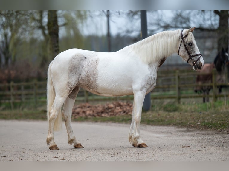 Appaloosa Giumenta 7 Anni 148 cm Grigio in GROTE-BROGEL