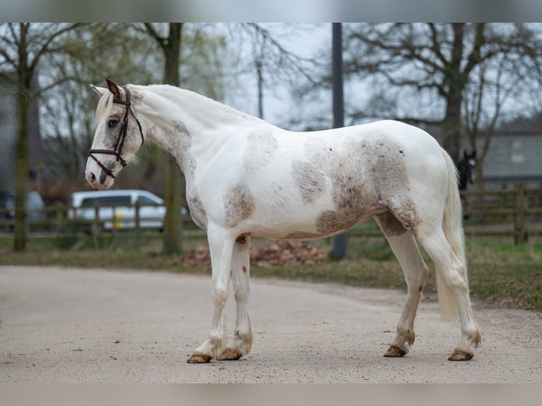 Appaloosa Giumenta 7 Anni 148 cm Grigio in GROTE-BROGEL