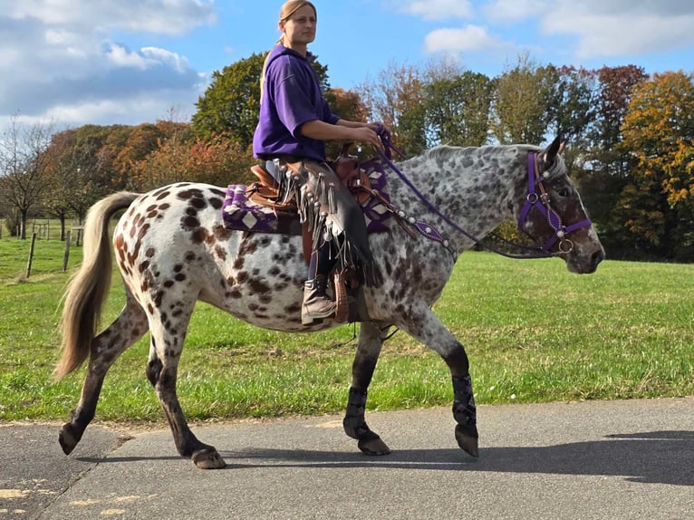 Appaloosa Giumenta 7 Anni 148 cm Leopard in Linkenbach