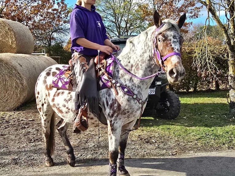 Appaloosa Giumenta 7 Anni 148 cm Leopard in Linkenbach