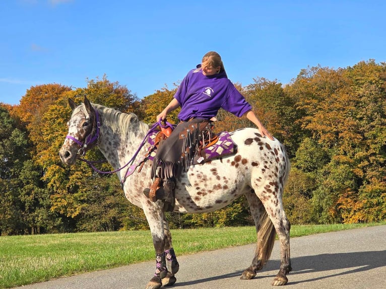 Appaloosa Giumenta 7 Anni 148 cm Leopard in Linkenbach