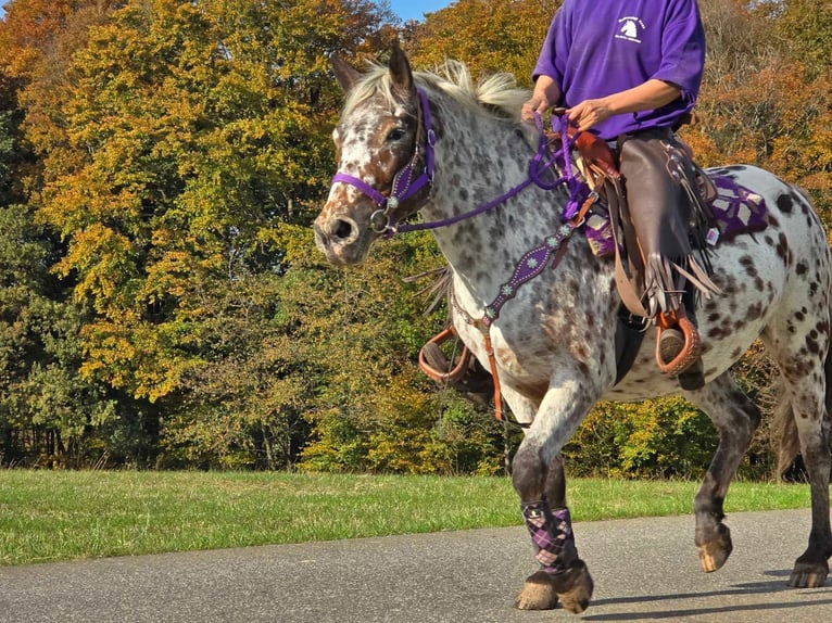 Appaloosa Giumenta 7 Anni 148 cm Leopard in Linkenbach