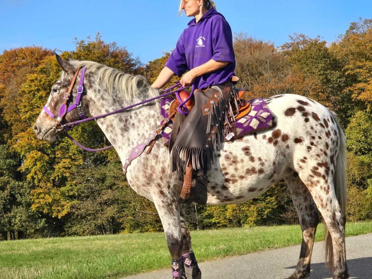 Appaloosa Giumenta 7 Anni 148 cm Leopard in Linkenbach