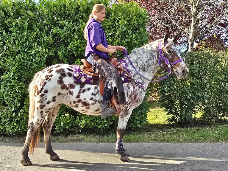 Appaloosa Giumenta 7 Anni 148 cm Leopard in Linkenbach