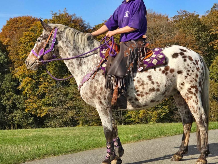 Appaloosa Giumenta 7 Anni 148 cm Leopard in Linkenbach