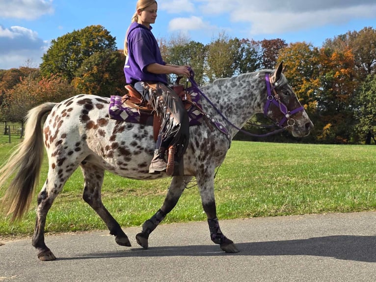 Appaloosa Giumenta 7 Anni 148 cm Leopard in Linkenbach