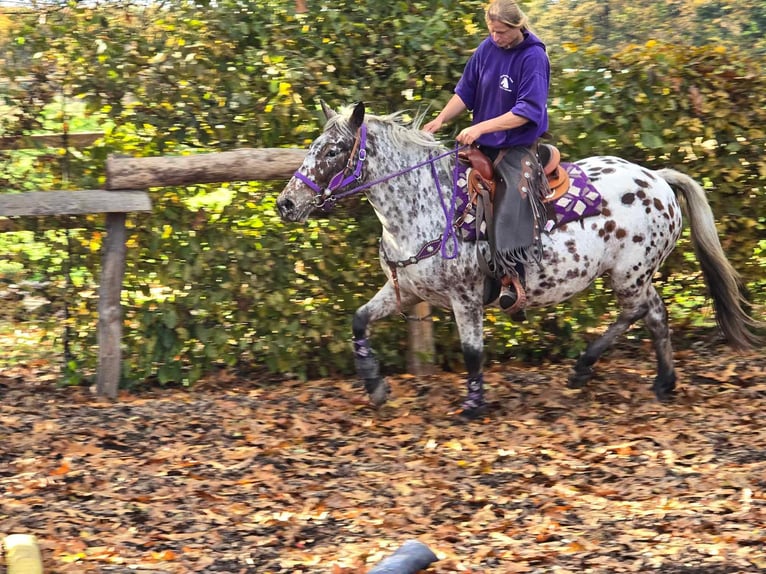 Appaloosa Giumenta 7 Anni 148 cm Leopard in Linkenbach