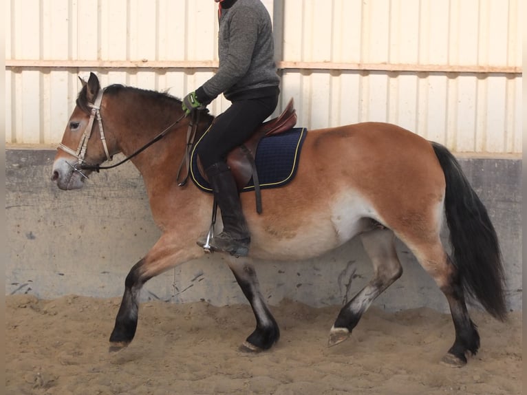 Appaloosa Mix Giumenta 7 Anni 149 cm Baio chiaro in Buttstädt