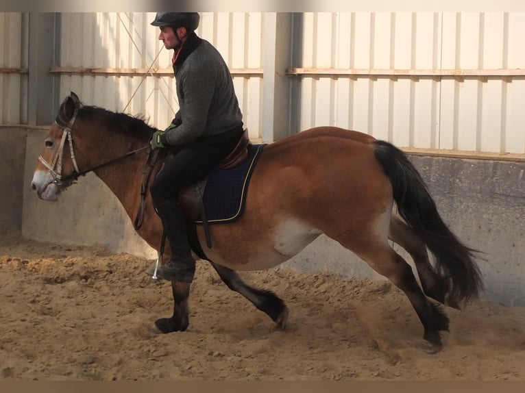 Appaloosa Mix Giumenta 7 Anni 149 cm Baio chiaro in Buttstädt