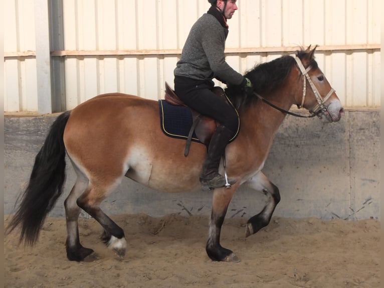 Appaloosa Mix Giumenta 7 Anni 149 cm Baio chiaro in Buttstädt