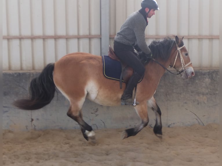 Appaloosa Mix Giumenta 7 Anni 149 cm Baio chiaro in Buttstädt