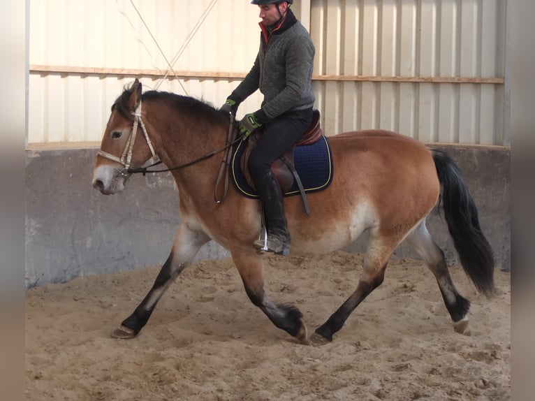 Appaloosa Mix Giumenta 7 Anni 149 cm Baio chiaro in Buttstädt