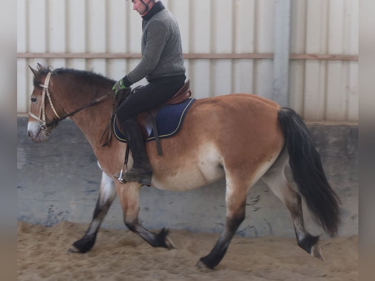 Appaloosa Mix Giumenta 7 Anni 149 cm Baio chiaro in Buttstädt