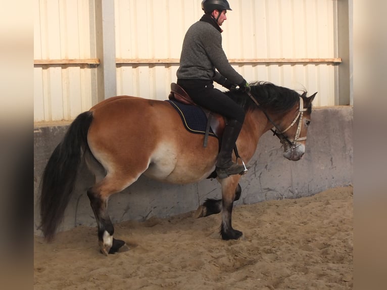 Appaloosa Mix Giumenta 7 Anni 149 cm Baio chiaro in Buttstädt