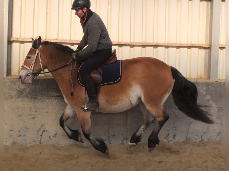 Appaloosa Mix Giumenta 7 Anni 149 cm Baio chiaro in Buttstädt