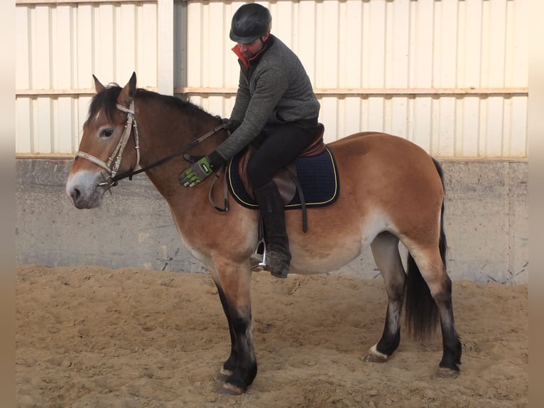 Appaloosa Mix Giumenta 7 Anni 149 cm Baio chiaro in Buttstädt