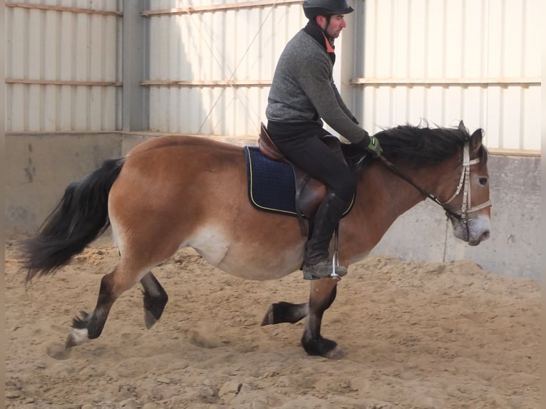 Appaloosa Mix Giumenta 7 Anni 149 cm Baio chiaro in Buttstädt