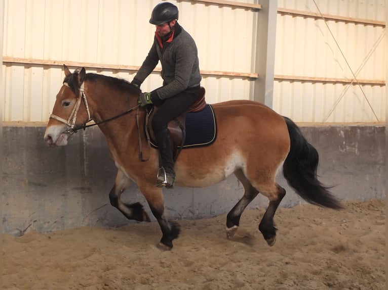 Appaloosa Mix Giumenta 7 Anni 149 cm Baio chiaro in Buttstädt