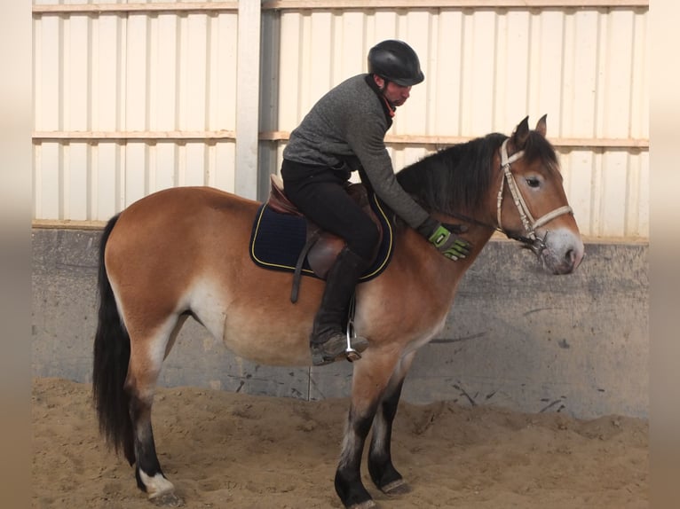 Appaloosa Mix Giumenta 7 Anni 149 cm Baio chiaro in Buttstädt